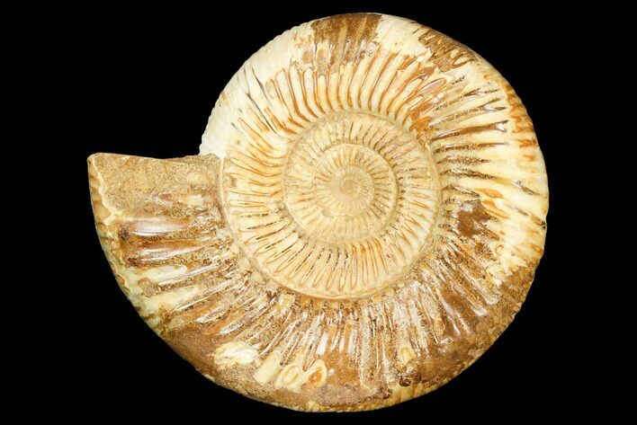 Jurassic Ammonite (Perisphinctes) - Madagascar #126073